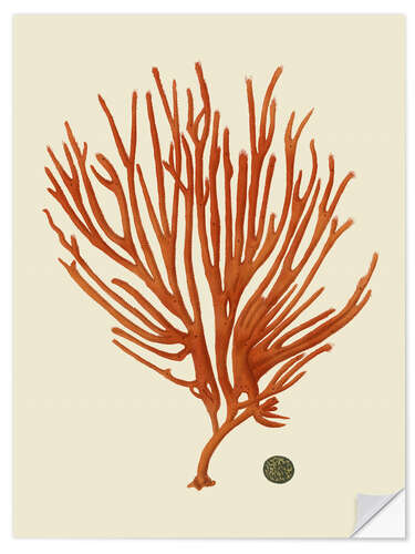 Wall sticker Red coral II