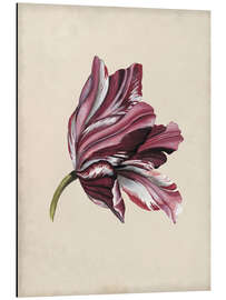 Aluminium print Tulip Study III