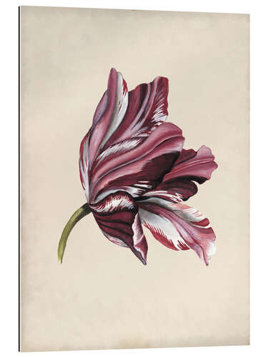 Gallery print Tulip Study III