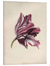 Galleriprint Tulip Study III