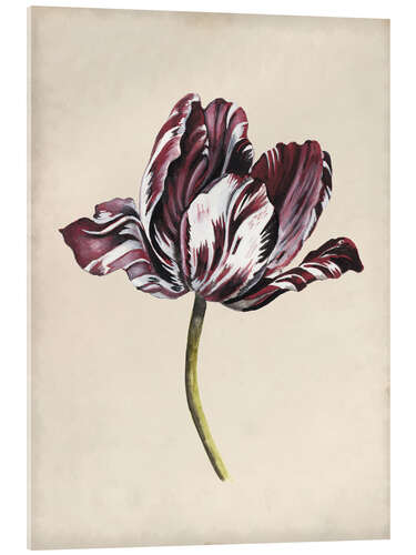 Akrylbilde Tulip study I