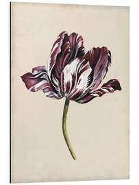 Aluminium print Tulip study I