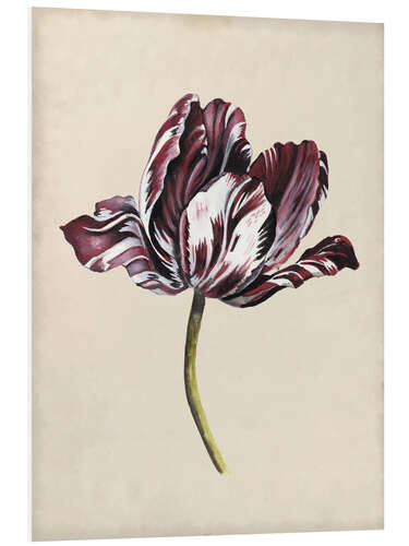 Foam board print Tulip study I