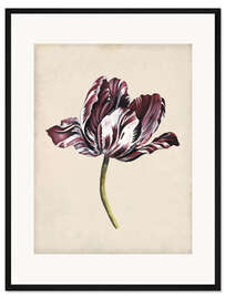 Gerahmter Kunstdruck Tulpenstudie I