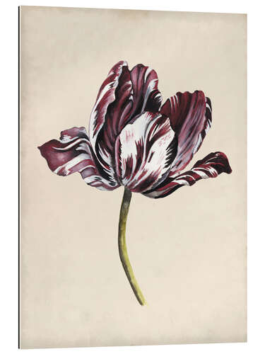 Gallery print Tulip study I