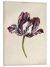 Galleritryk Tulip study I