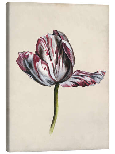 Lærredsbillede Tulip study II