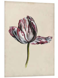 Foam board print Tulip study II