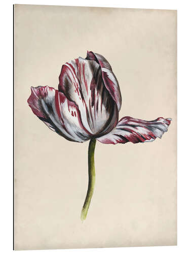 Galleriprint Tulip study II