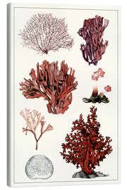 Canvas print Coral Study II