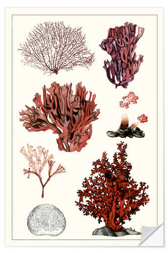 Wall sticker Coral Study II