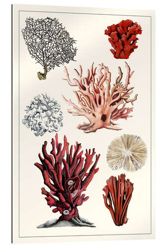 Gallery print Coral Study I