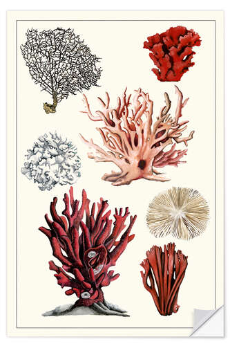 Selvklebende plakat Coral Study I