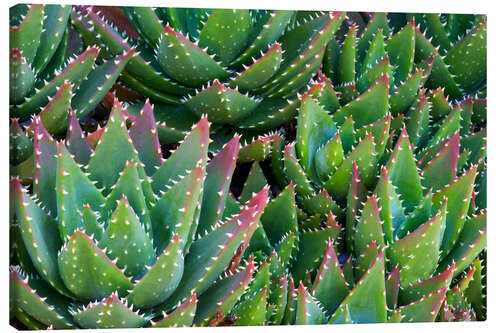 Canvas print Aloe 1