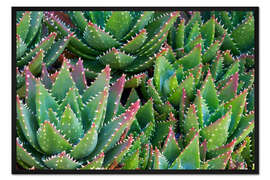 Gerahmter Kunstdruck Aloe 1
