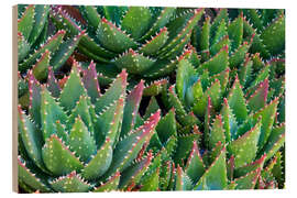 Holzbild Aloe 1