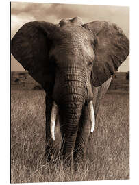 Aluminium print African elephant