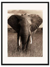 Gerahmter Kunstdruck Afrikanischer Elefant