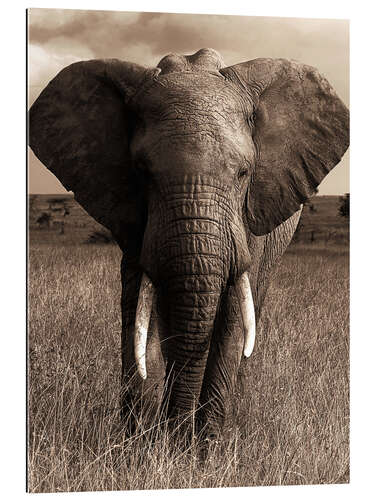 Gallery print African elephant