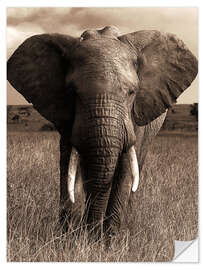 Självhäftande poster African elephant