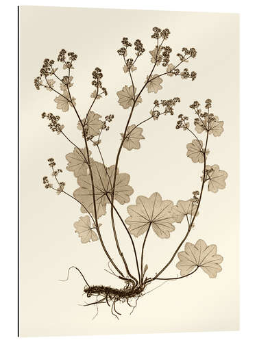 Gallery print Nature study in sepia