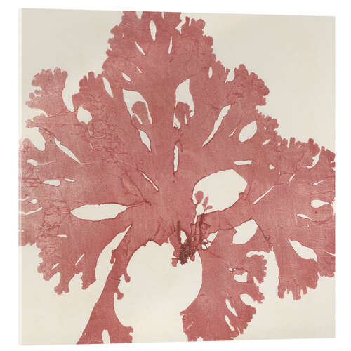 Akrylbilde Red seaweed