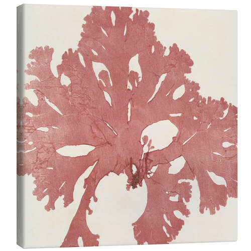 Leinwandbild Roter Seetang