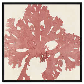 Gerahmter Kunstdruck Roter Seetang