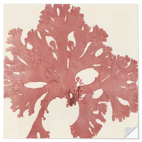 Wall sticker Red seaweed