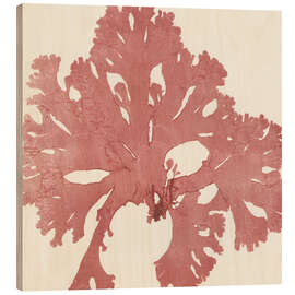 Obraz na drewnie Red seaweed