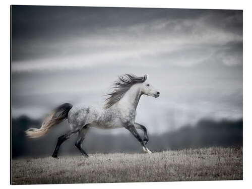 Aluminium print Wind Blown Mane II