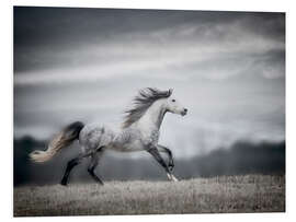 Foam board print Wind Blown Mane II