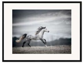Framed art print Wind Blown Mane II