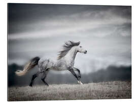 Gallery print Wind Blown Mane II