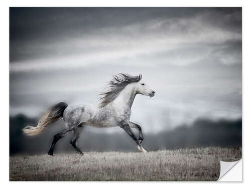 Selvklebende plakat Wind Blown Mane II