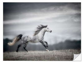 Sisustustarra Wind Blown Mane II