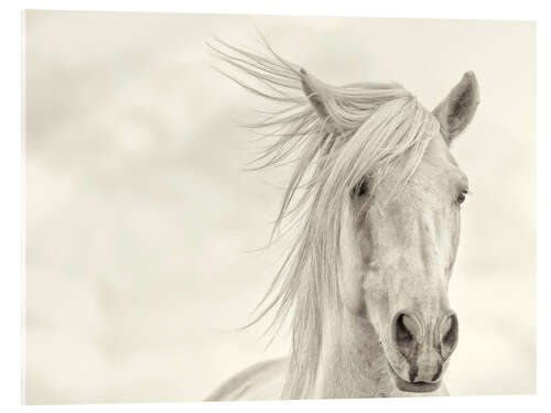 Acrylic print Mane in the wind I