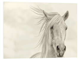 Foam board print Mane in the wind I