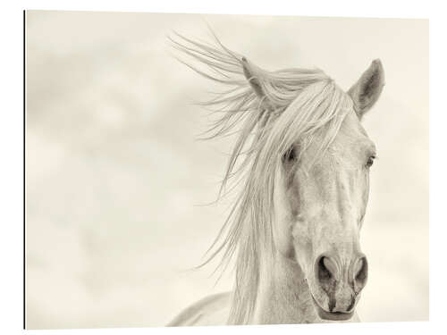 Gallery print Mane in the wind I