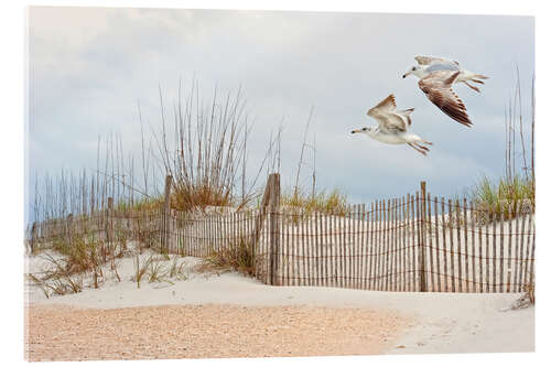 Acrylic print Water Bird Glimpse I