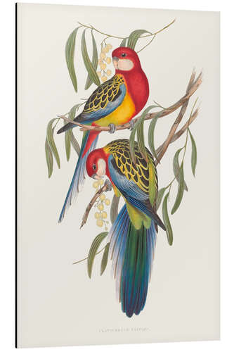 Aluminium print Tropical Parrots IV