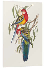 Foam board print Tropical Parrots IV