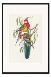 Gerahmter Kunstdruck Tropische Papageien IV