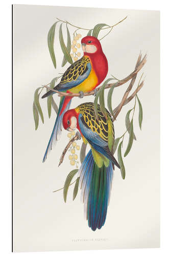 Gallery print Tropical Parrots IV