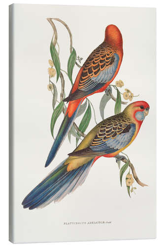 Canvas print Tropical Parrots II