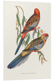 Foam board print Tropical Parrots II