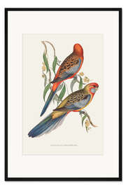 Gerahmter Kunstdruck Tropische Papageien II