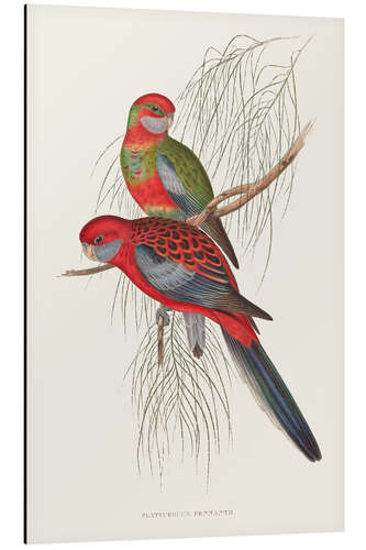 Aluminium print Tropical Parrots III