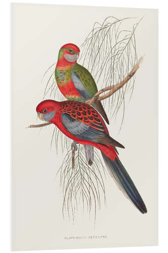 Foam board print Tropical Parrots III