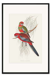 Gerahmter Kunstdruck Tropische Papageien III